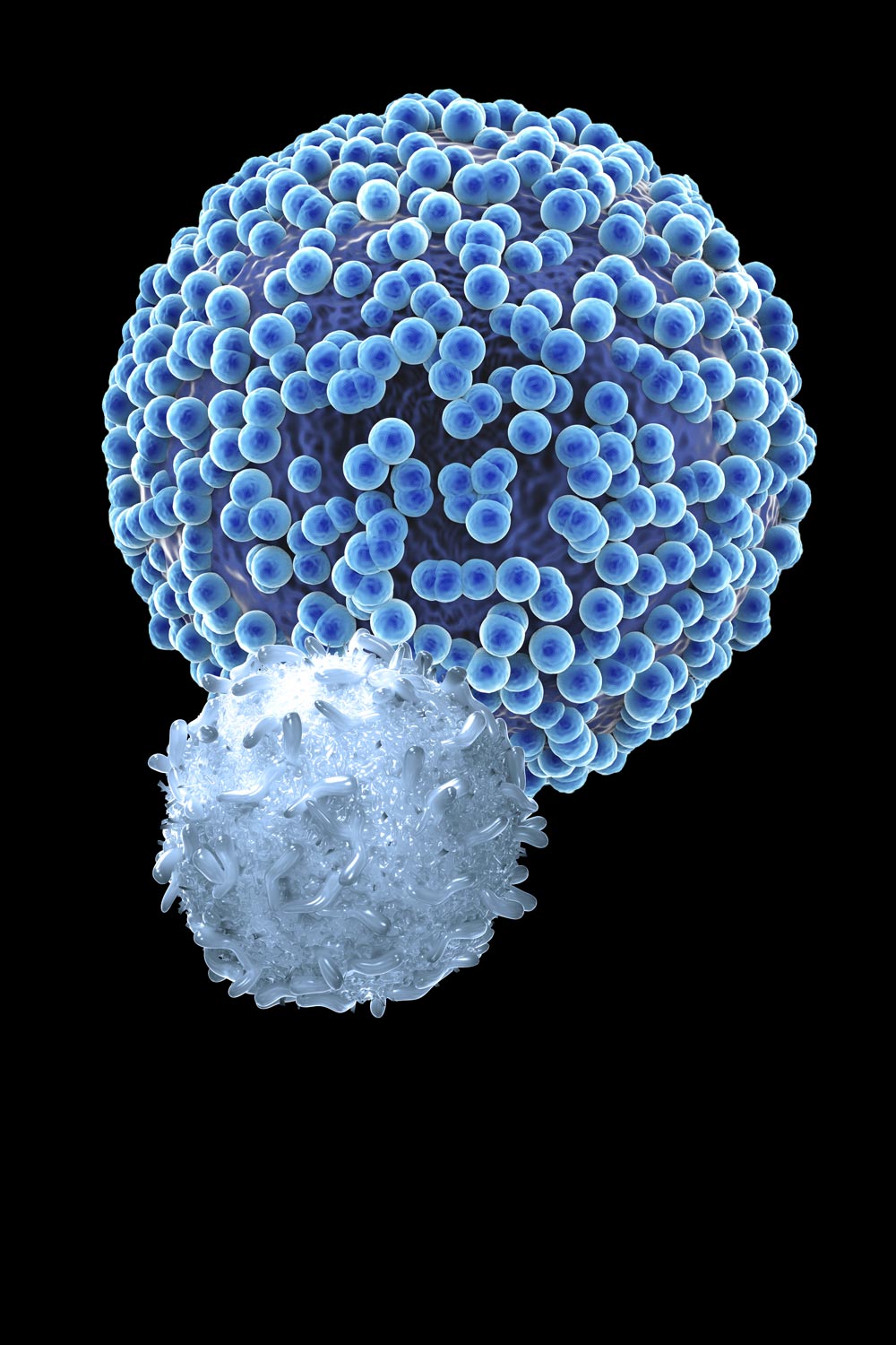 T Cell attacking resurfaced cancer cell
